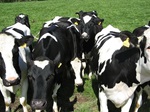 The Dairy Industry - an update