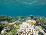 UNESCO’s assessment of the Great Barrier Reef: is the Reef ‘in danger’?