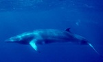 Now what for Southern Ocean whaling? 