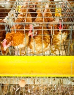 ACT bans battery cages and sow stalls