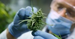 Narcotic Drugs Amendment (Medicinal Cannabis) Bill 2021