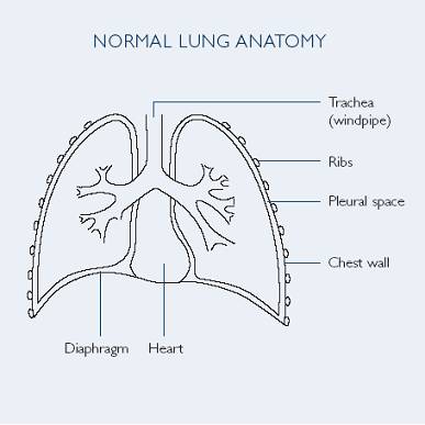 Normal Lung Anatomy