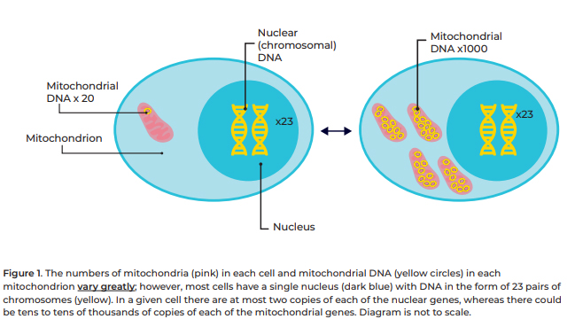 illustration of nDNA and mtDNA within a cell 