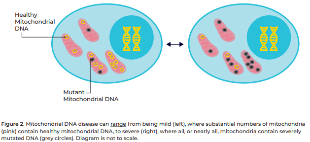 the mixed nature of healthy and mutated mtDNA within cells