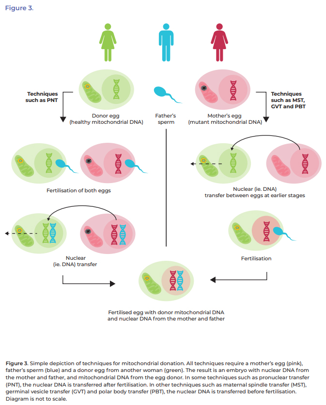simplified overview of mitochondrial donation techniques