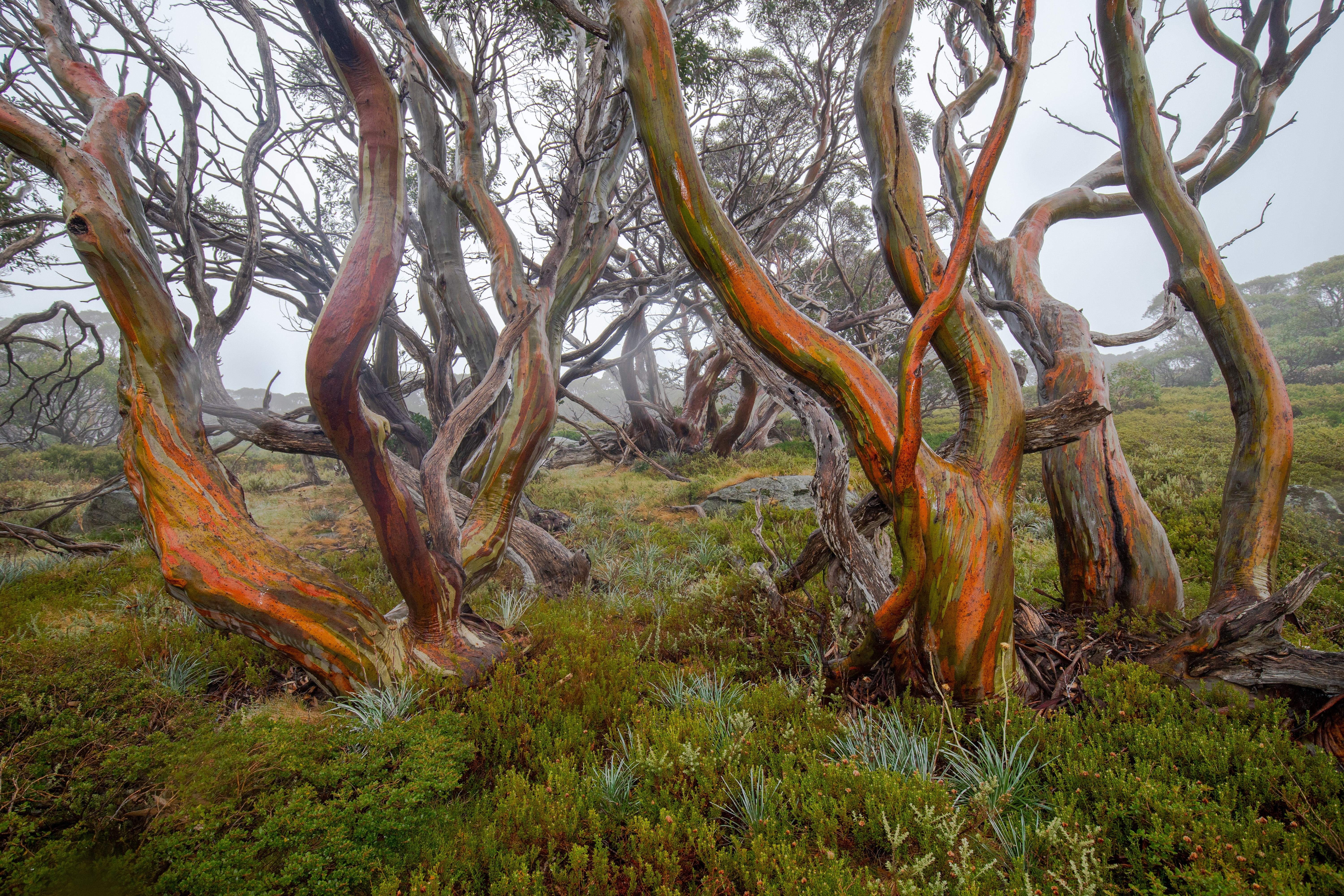 Snow gums, Snowy Mountains Australia