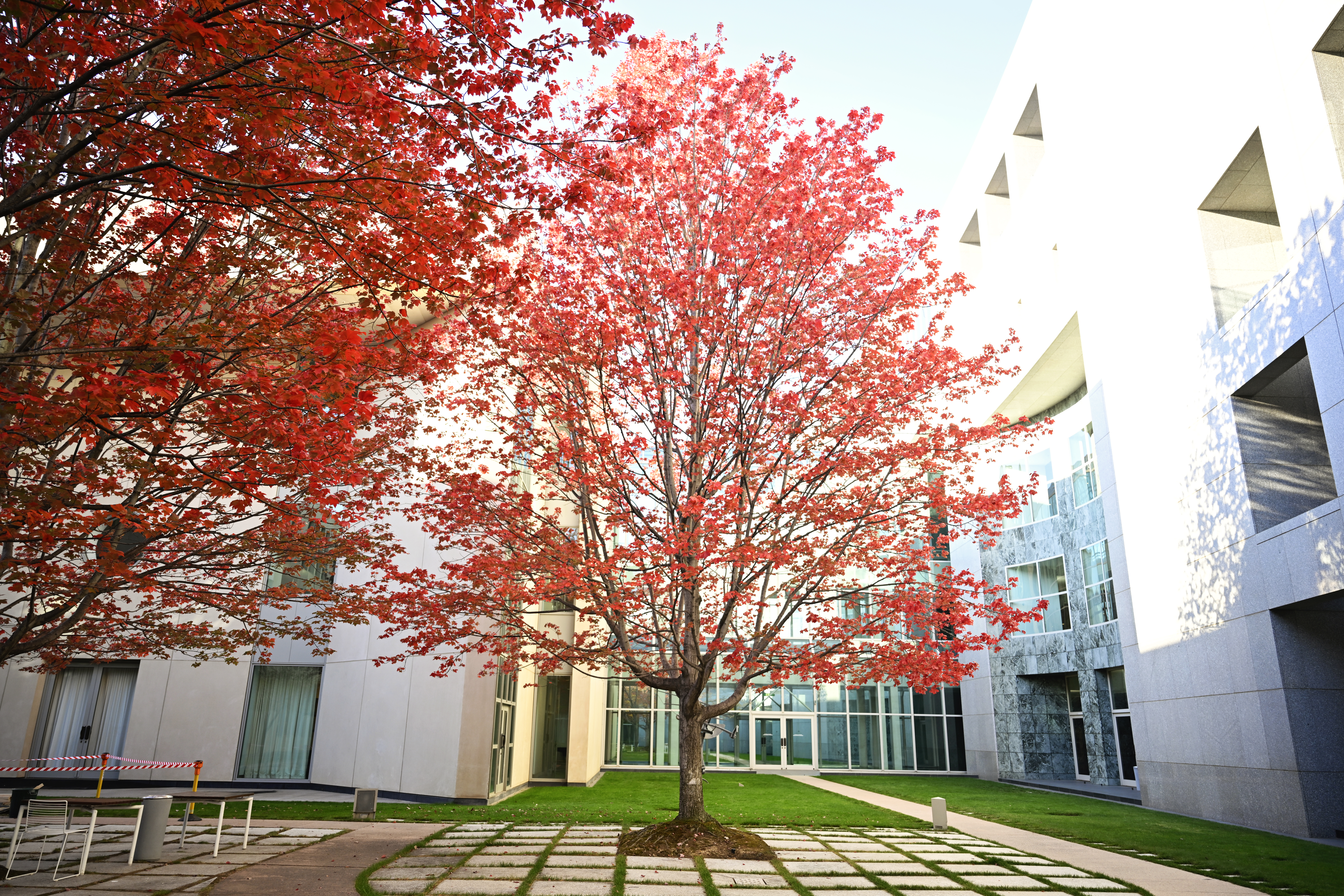 Autumn tree over a few days changing colour in the gardens of Australian Parliament House