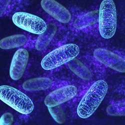 Mitochondria cells 3D illustration