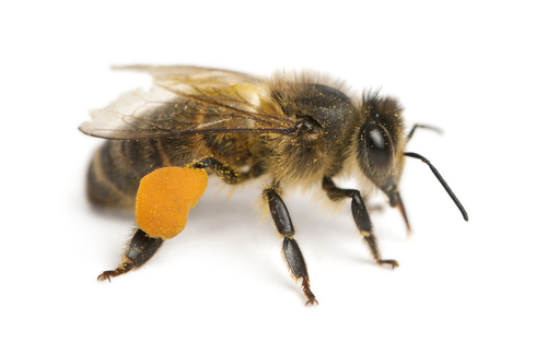 What's the buzz about bees?