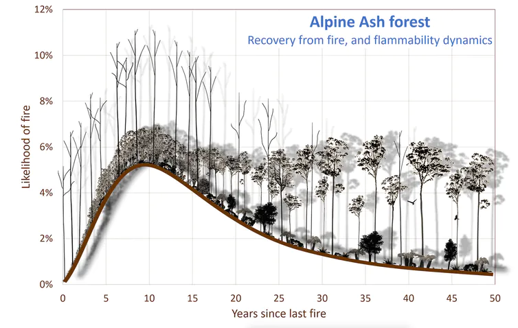Diagram: Alpine ash forest flammability dynamics over time