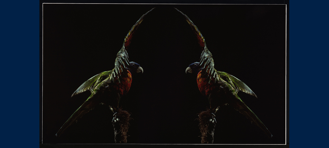 Brook Andrew's Parrot