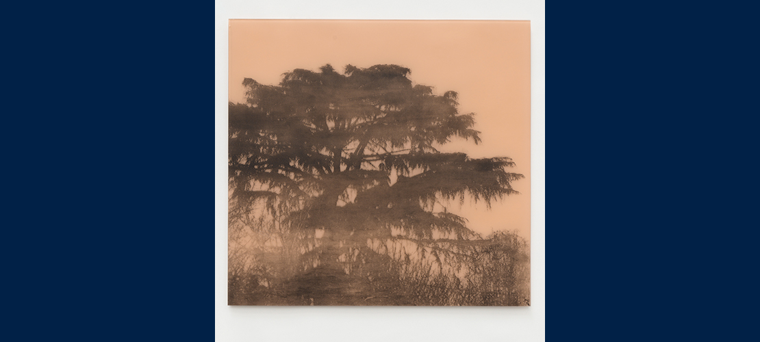 Lisa Cahill Woe unto the birds