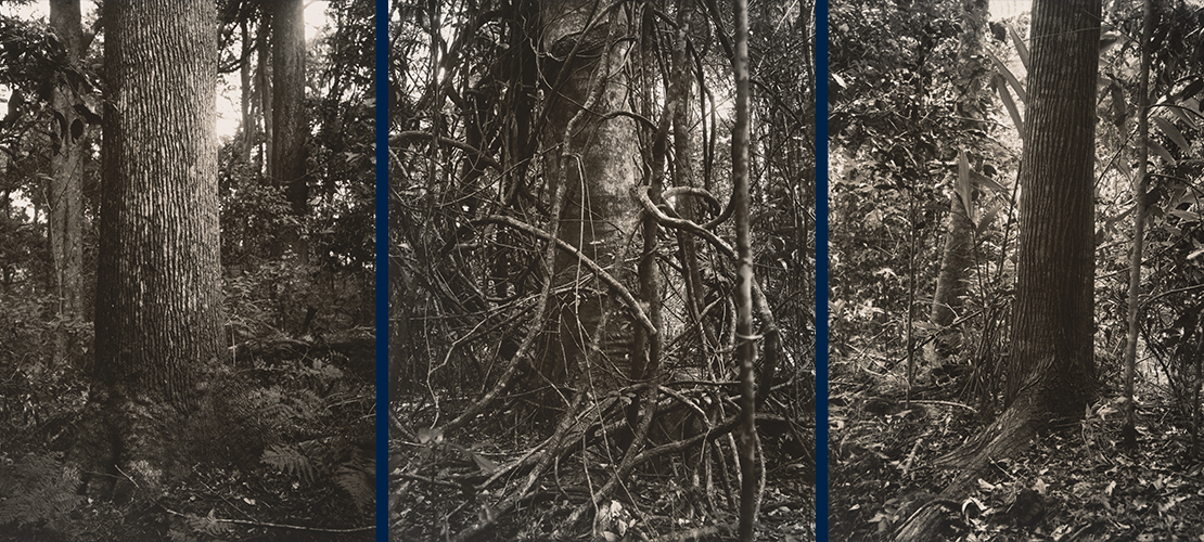 Trees that timber for Parliament House was sourced from