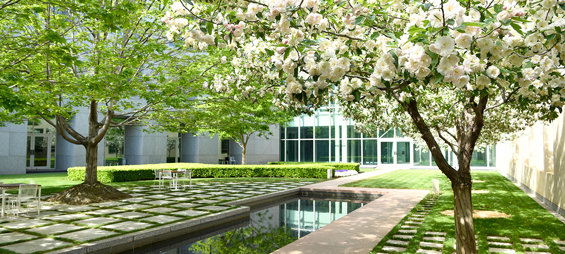 Spring blossoms bloom on trees in a courtyard at Parliament House