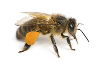 Worker bee