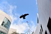 A raptor kite in a courtyard at Parliament House