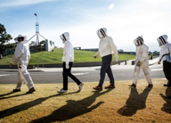 Bee keepers on their way to the first harvest of Parliament House honey.