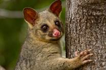 Brushtail possum