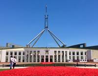 Poppies on the APH Forecourt