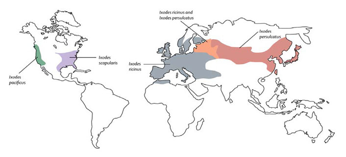 Figure 1.1 – Global distribution of the common vectors of Borrelia bacteria known to cause Lyme disease