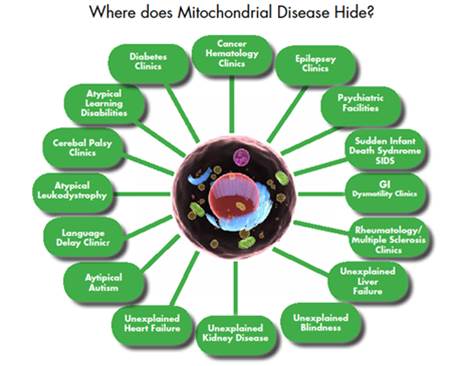 Diagram 2.1—Where does mitochondrial disease hide?