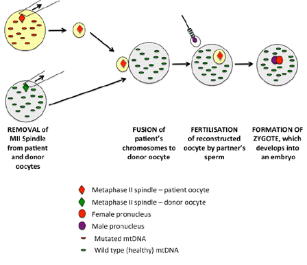 Figure 3.1—Maternal spindle transfer