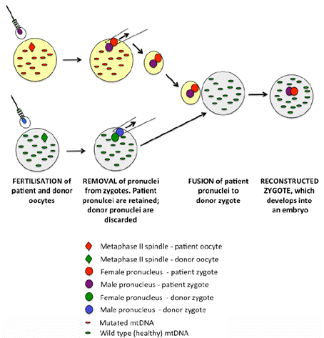 Figure 3.2—Pronuclear transfer