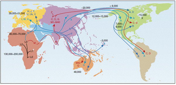 Figure 3.6—Haplogroup distribution