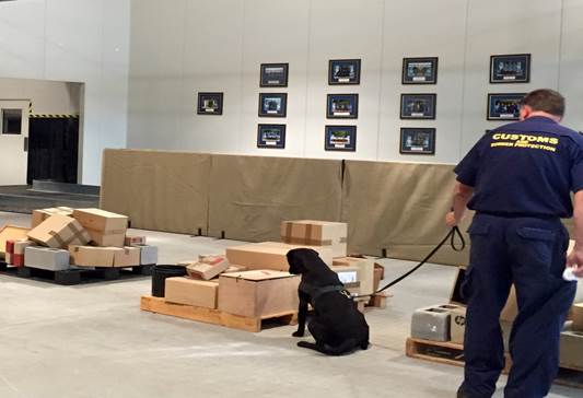 Figure 2.2: Detector dog alerting handler to the presence of explosives in the package as part of a training exercise