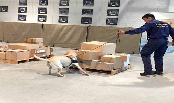 Figure 2.1: Customs' officer and dog searching pallet for explosives as part of a training exercise