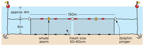 Figure 3.1: How shark nets operate under the New South Wales North Coast trial