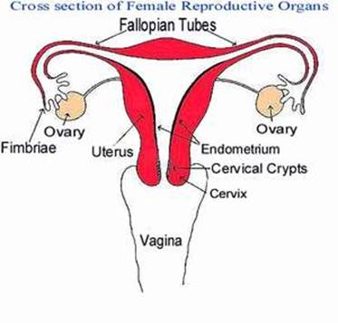 Diagram 1: The Female Reproductive Organs