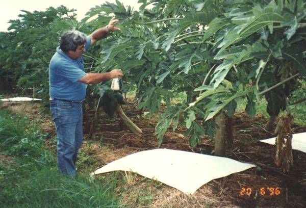 Testing fruit fly methods in Tonga