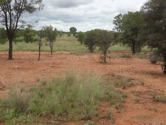 Before - effect on Invasive Native Scrub